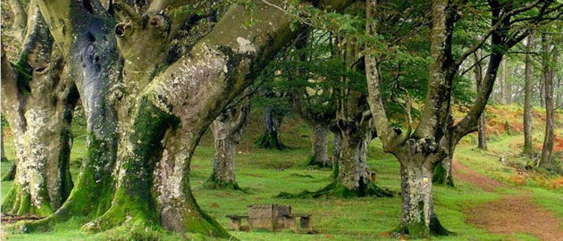 Pagosardeko pagadia.